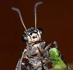 Detail kop gevlekte mierenleeuw.