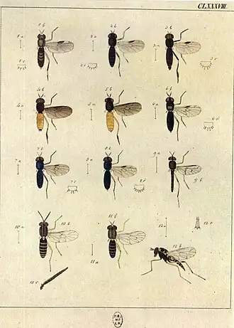 Zwartpoot-stekelwapenvlieg