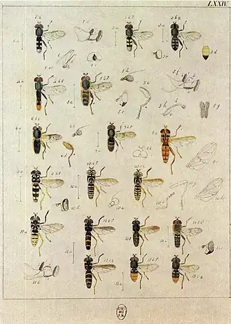 Kleine grijze bladloper