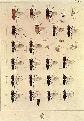 Fijngestippelde platbek