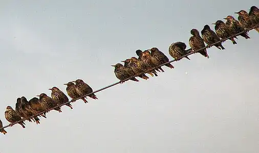 Spreeuwen verzamelen zich in de herfst ter voorbereiding van de trek naar hun winterverblijf