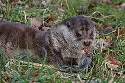 Europese otter in Natuurpark Lelystad