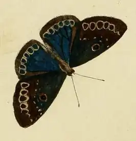 Eurybia lamia