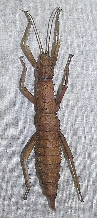 Eurycantha rosenbergii