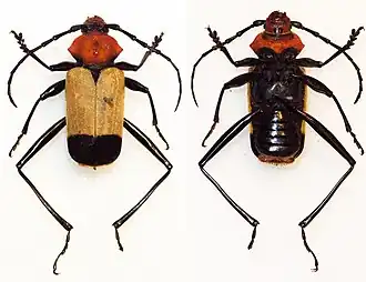 Euryclelia cardinalis