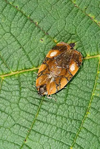 Pentacitrotus tetrakore