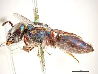 Euryglossa calaina