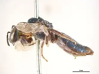 Euryglossa cupreochalybea