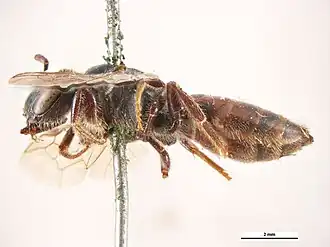 Euryglossa depressa