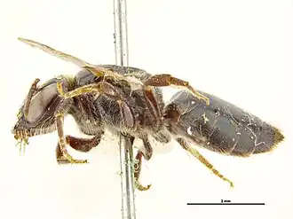 Euryglossa edwardsii