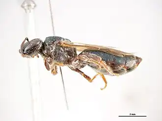 Euryglossa noosae