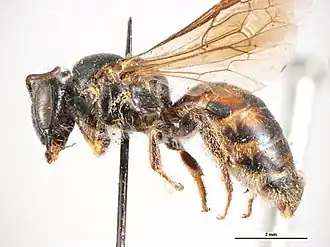 Euryglossa pammicta
