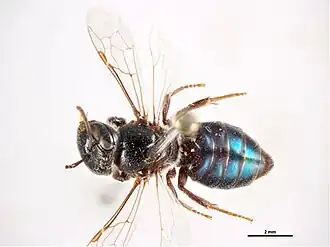 Euryglossa pavonura