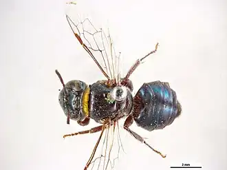 Euryglossa rubricata