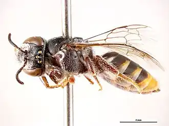 Euryglossa salaris