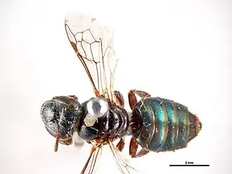 Euryglossa schomburgki