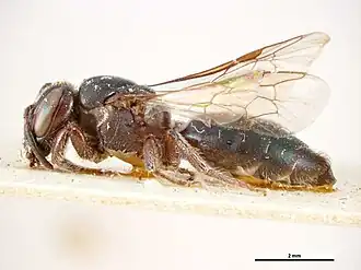 Euryglossa subsericea