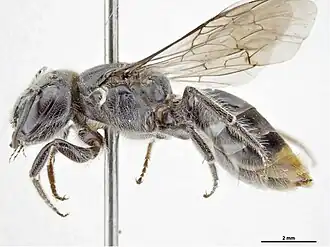 Euryglossa terminata