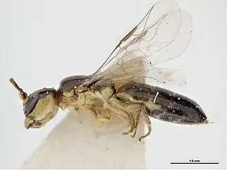 Euryglossina angulifacies