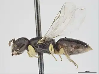 Euryglossina atomaria