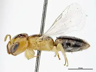 Euryglossina aurantia