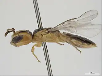 Euryglossina crococephala