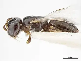 Euryglossina darwiniensis