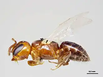 Euryglossina gigantica