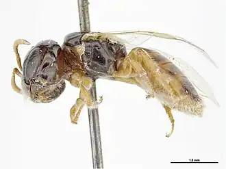 Euryglossina gigantocephala