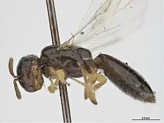 Euryglossina gilberti