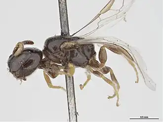 Euryglossina gracilis