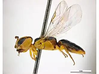 Euryglossina grandigena