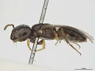 Euryglossina healesvillensis