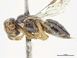 Euryglossina kellyi