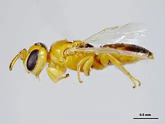 Euryglossina leucognatha