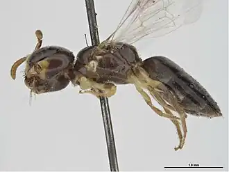 Euryglossina macrostoma