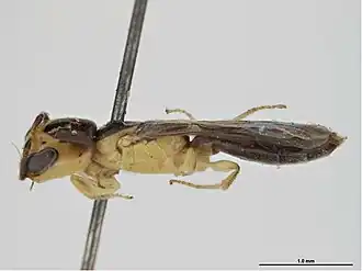 Euryglossina megalocephala