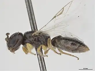 Euryglossina melanocephala