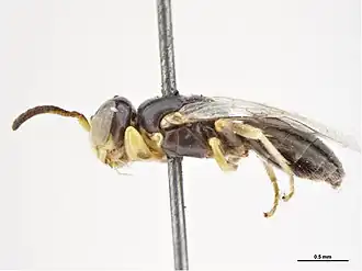 Euryglossina neominima