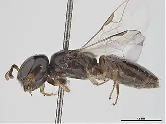 Euryglossina nothula