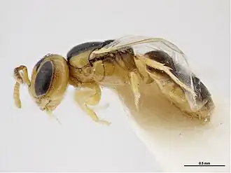 Euryglossina oenpelli