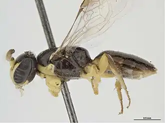 Euryglossina philoxantha