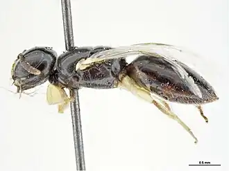 Euryglossina pseudoatomaria