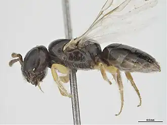 Euryglossina psilosoma