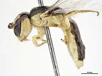 Euryglossina pulchra