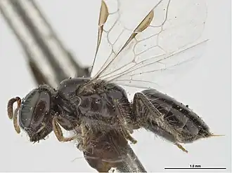 Euryglossina subnothula