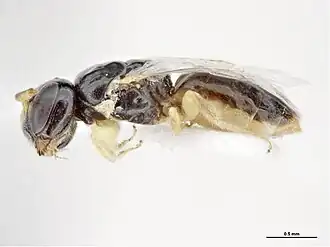Euryglossina townsvillensis