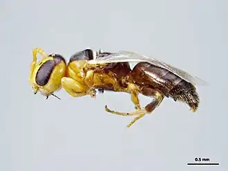 Euryglossina tuberculata