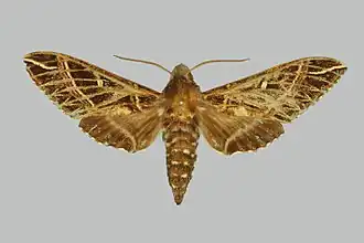 Euryglottis davidianus