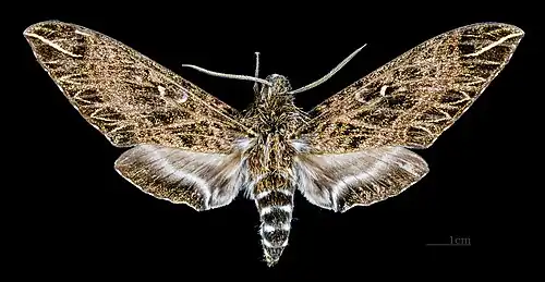 Euryglottis dognini ♀